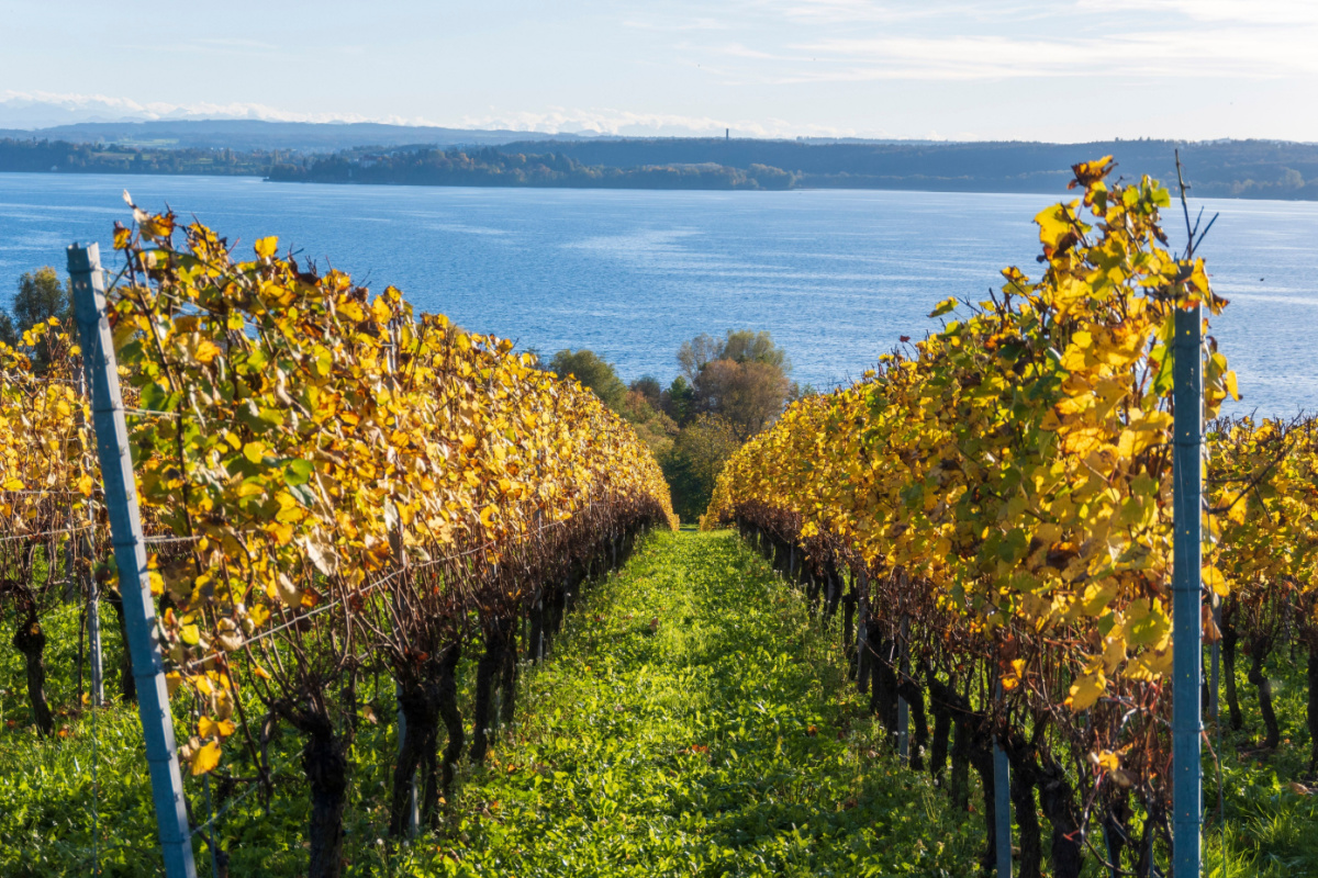 Vineyard near a river. Photography by CristiDumi. Image via Shutterstock