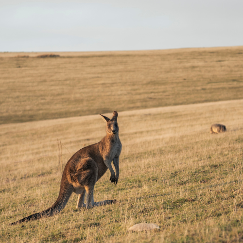 <strong>Maria Island National Park</strong>