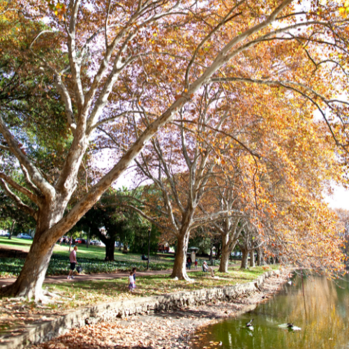 <strong>Hyde Park</strong>