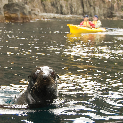 <strong>Bruny Island</strong>