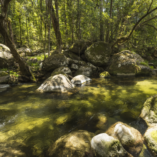 <strong>Mossman Gorge</strong>, Port Douglas