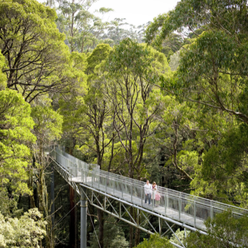 <strong>The Otways Loop</strong>