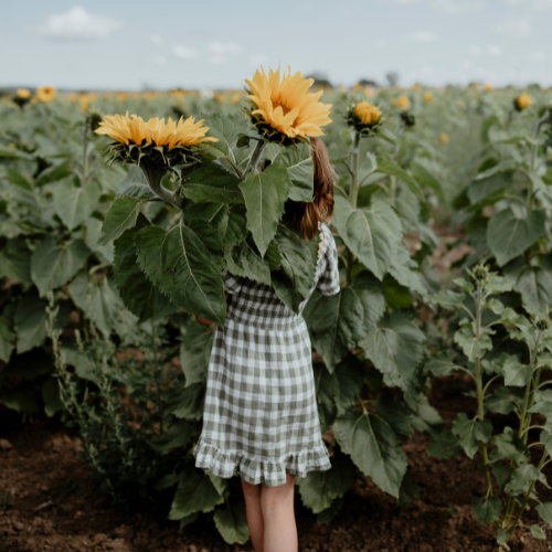 <strong>Pick Your Own Sunflowers</strong>