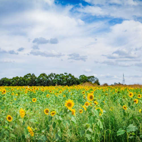 <strong>Sunflowers of Timmering</strong>