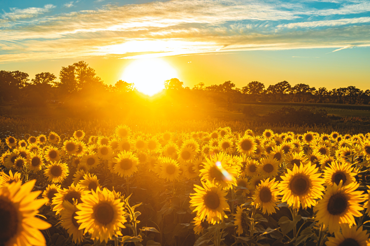Sunflower field. Photography by todd kent. Image via Shutterstock