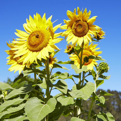 <strong>Hunter Valley Sunflowers</strong>