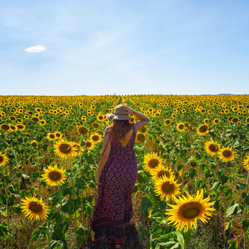 <b>Kalbar Sunflower</b>