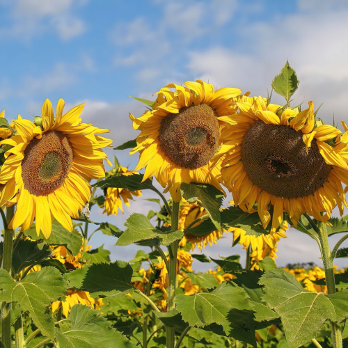 <strong>Glenbernie Family Farms</strong>