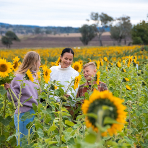 <strong>Warraba Sunflower Farm</strong>