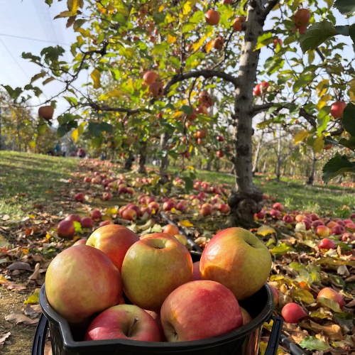 <strong>Bilpin Springs Orchard</strong>