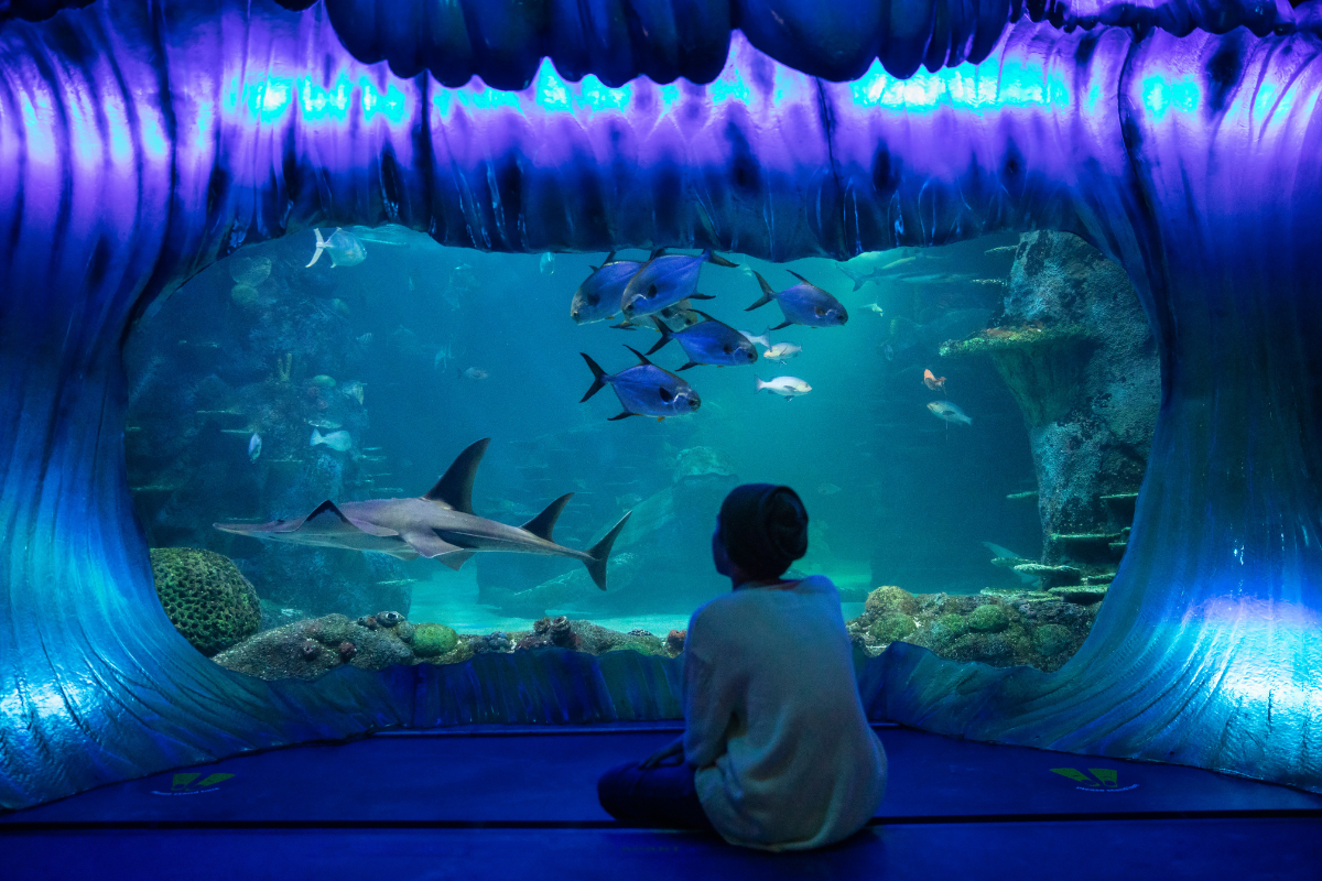 The 10 Coolest Themed Restaurants in Sydney to Try. Sea Life, Sydney. Photographed by Jem Cresswell. Image via Destination NSW.
