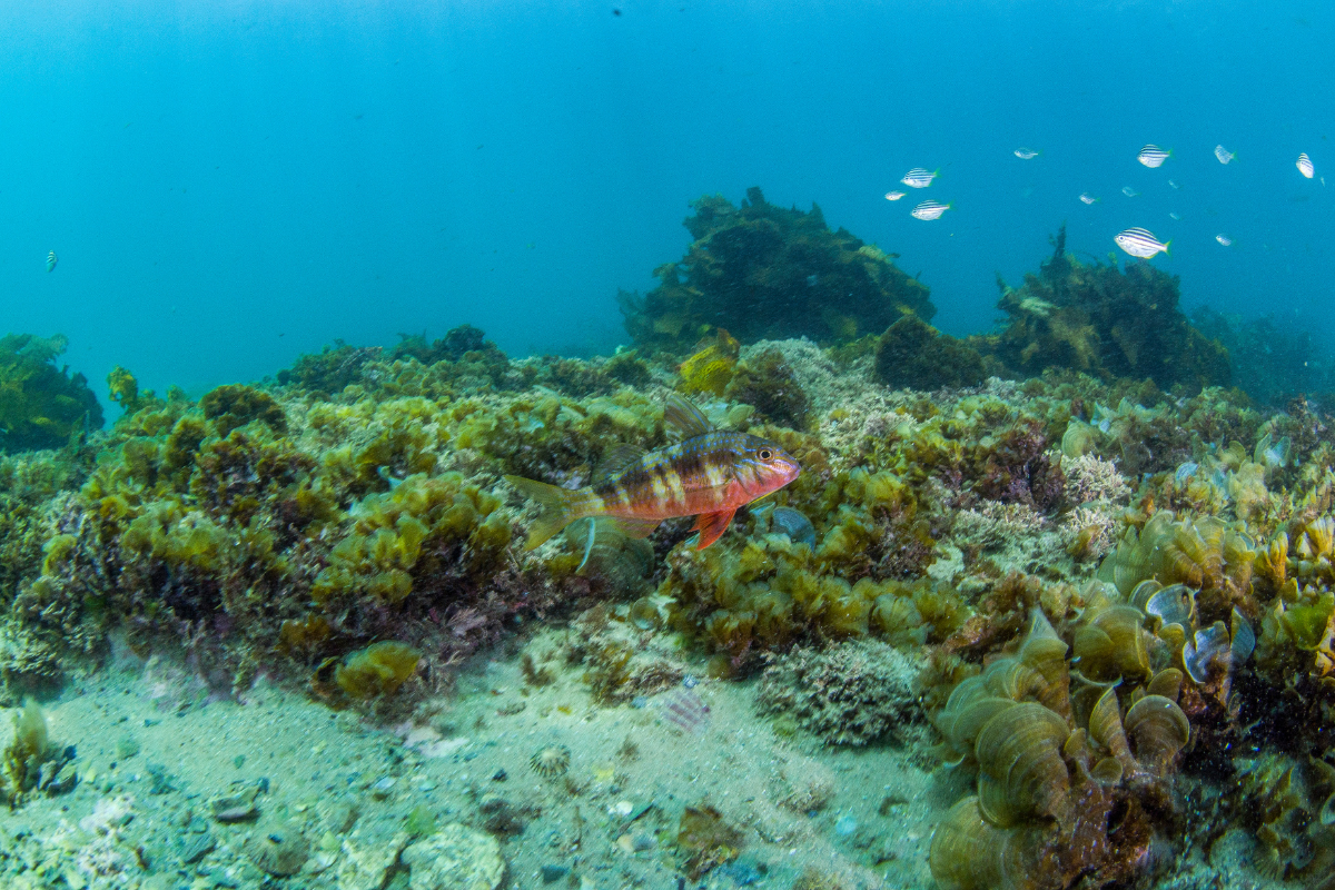 Dive into these Top 5 Snorkelling Spots in Sydney. Shelly Beach, Sydney. Photographed by Rosie Laney. Image via Destination NSW.