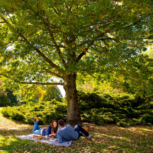 <strong>Mount Lofty Botanic Garden</strong>