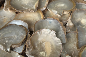 Broken Bay Pearl Farm, New South Wales. Photographed by Rebecca Magro. Image supplied to Hunter and Bligh.