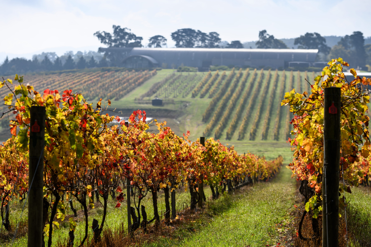 Levantine Hill in autumn. Image via Visit Victoria
