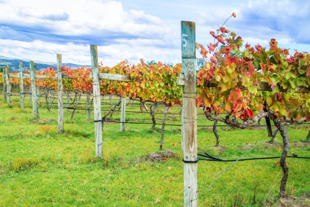 Queensland winery. Photography by Silken Photography via Shutterstock