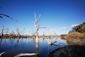 The Darling River Run, New South Wales. Photographed by Jonathan Cami. Image via Destination NSW.