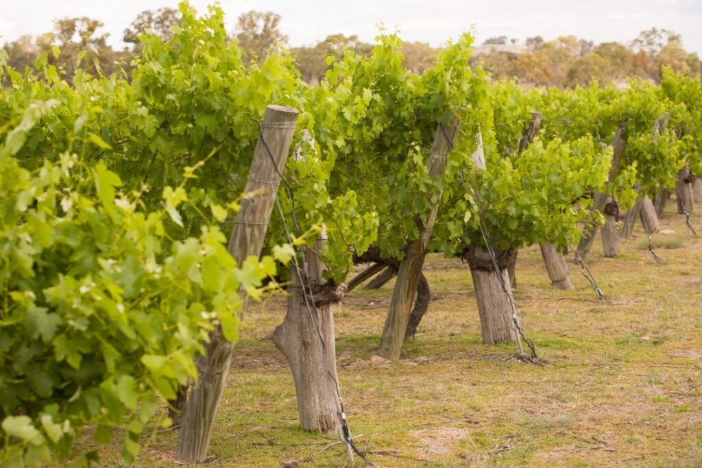 Wine growing in Queensland. Photography by Janelle Lugge via Shutterstock