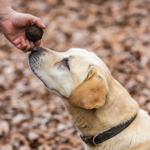 <strong>Australian Truffle Traders</strong>