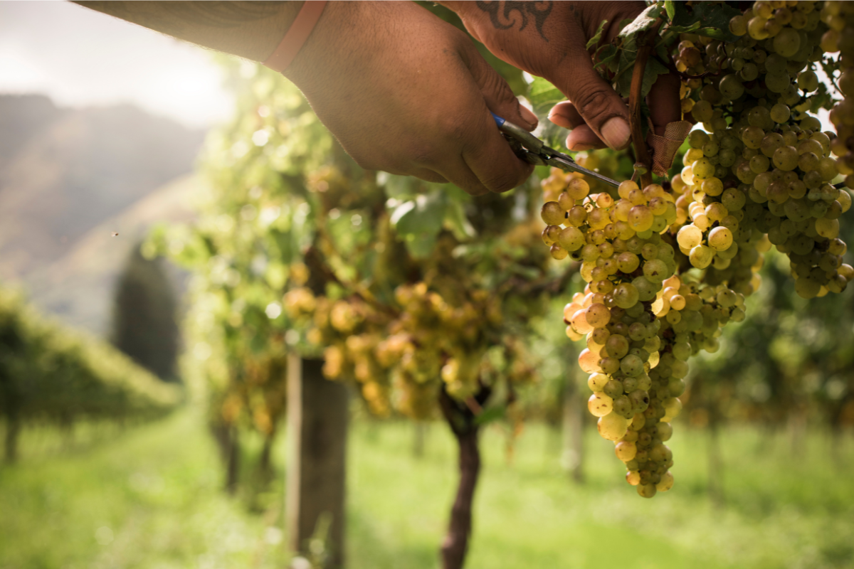Matawhero Winery, New Zealand. Image via New Zealand Winegrowers Inc