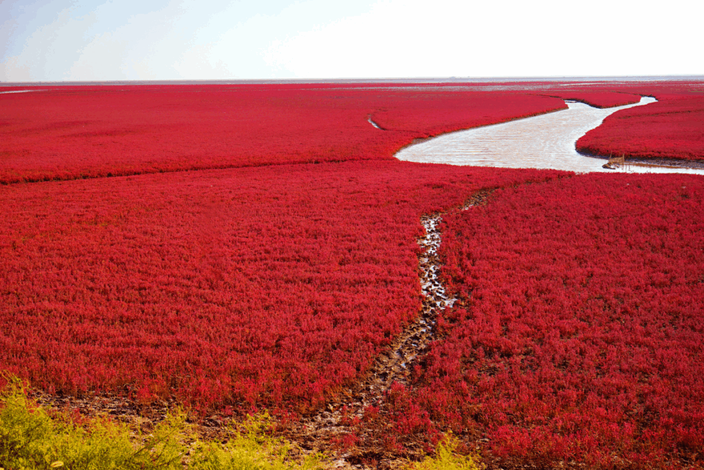 Red Beach, China. Photography by riverwill_kay via Shutterstock