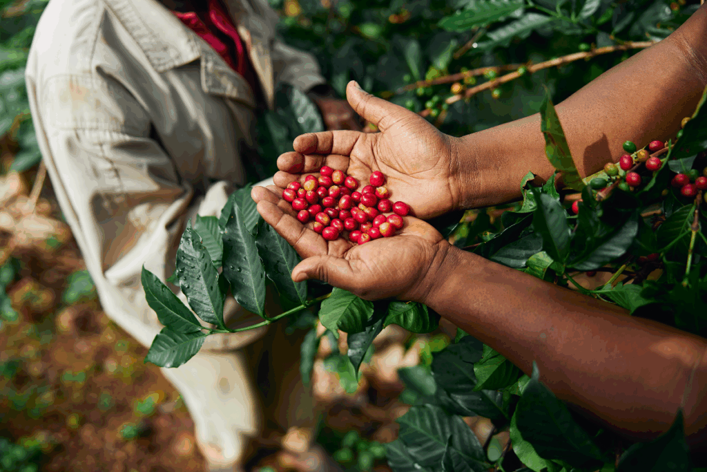 African worker gathering coffee beans. Photography by Yaroslav Astakhov via Shutterstock